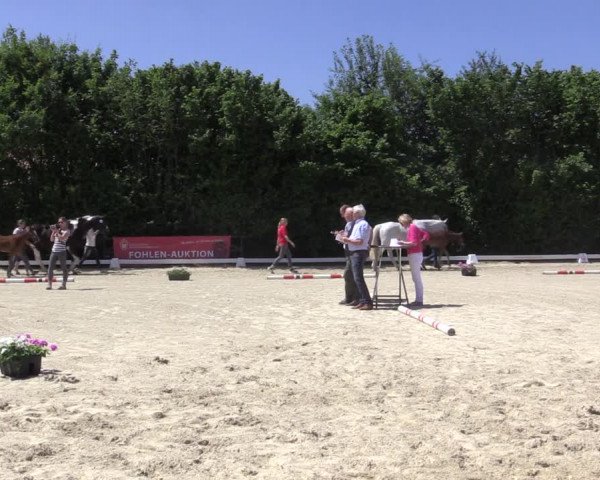 Stuten- und Fohlenschau Brakel 2019