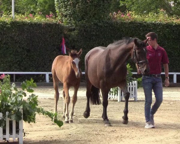 Fohlenschau Osterschnatebüll 2019
