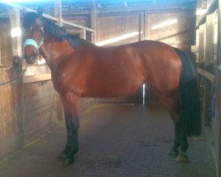 broodmare Belle Betise (Holsteiner, 2009, from Cormint)