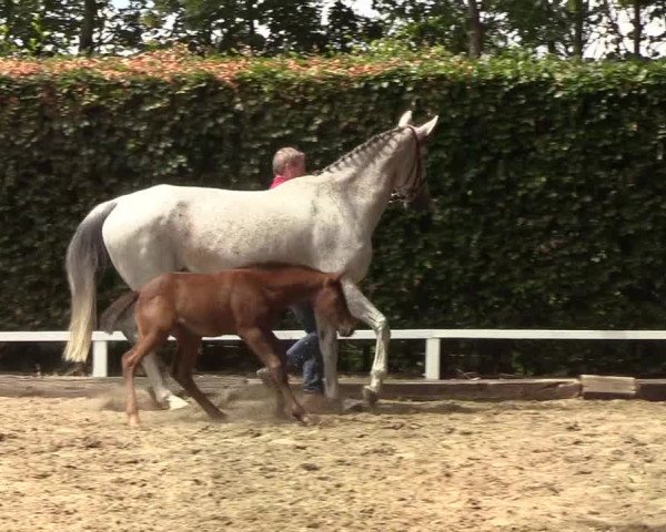 Fohlenschau Osterschnatebüll 2019
