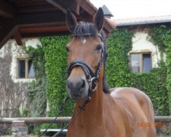 broodmare Sundary (German Sport Horse, 2007, from Sir Shutterfly)