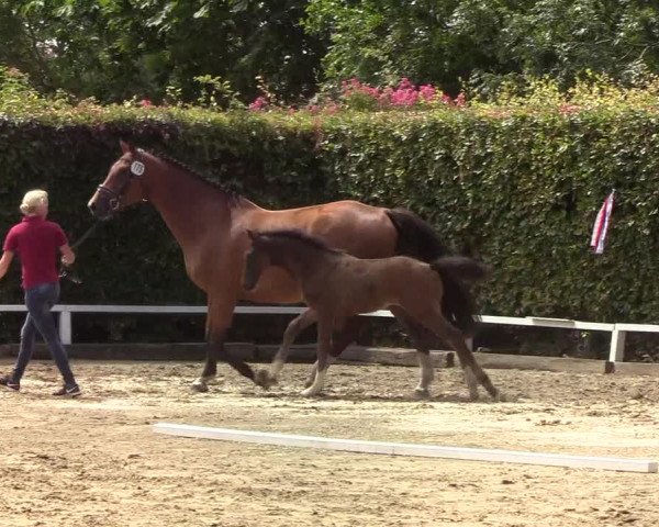 Fohlenschau Osterschnatebüll 2019