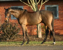 dressage horse Riano 11 (Hanoverian, 2006, from Riccione)