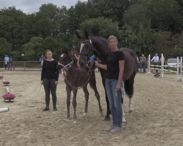 Stuten- und Fohlenschau Marl 2019