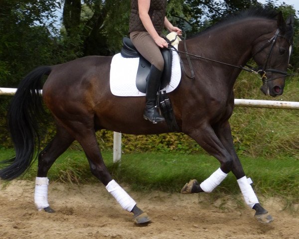 Pferd Savoxx (Hannoveraner, 2006, von Sir Savoy)