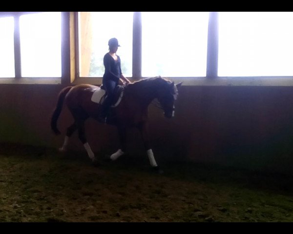 dressage horse Belle Caprice Go (Trakehner, 2004, from Bel Espace Go)