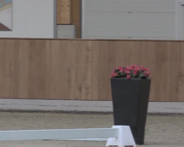 Stuten- und Fohlenschau Riesenbeck-Hörstel 2019