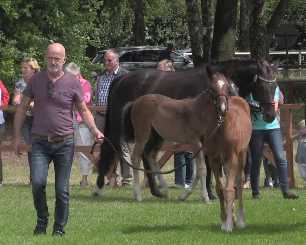 Stuten- und Fohlenschau Heiden 2019