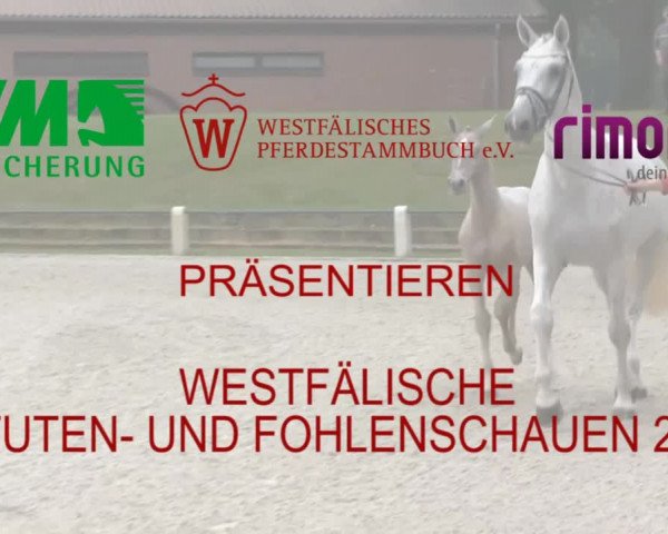 Stuten- und Fohlenschau Stünzel 2019