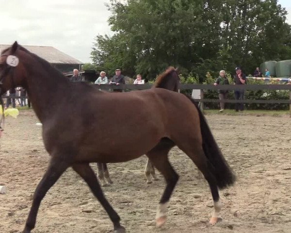 Fohlenschau Freienwill