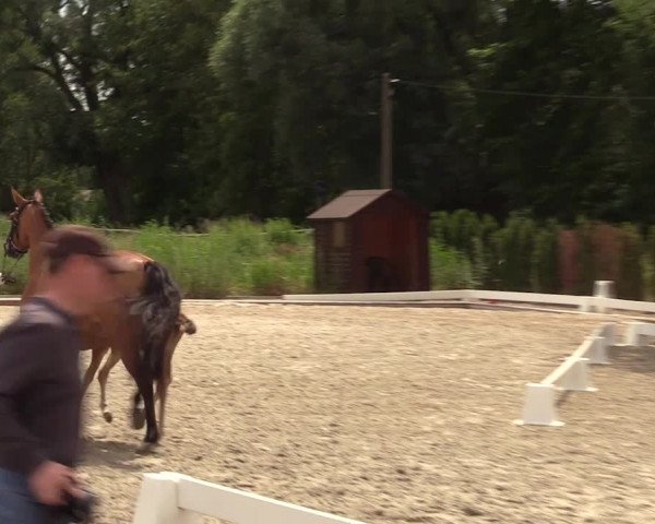 Fohlenschau Schönwalde 2019