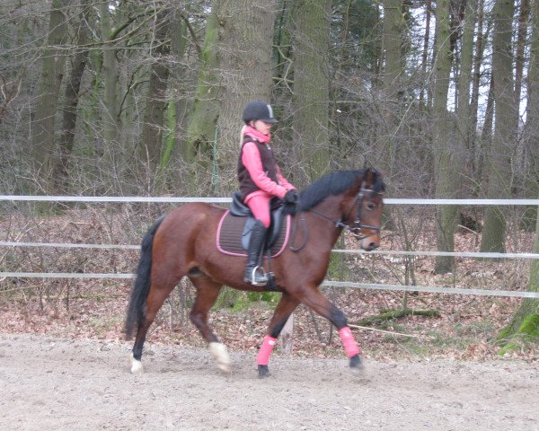 broodmare Bella (German Riding Pony, 2009, from Cyriac WE)