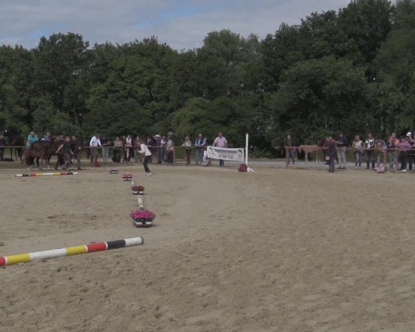 Stuten- und Fohlenschau Marl 2019