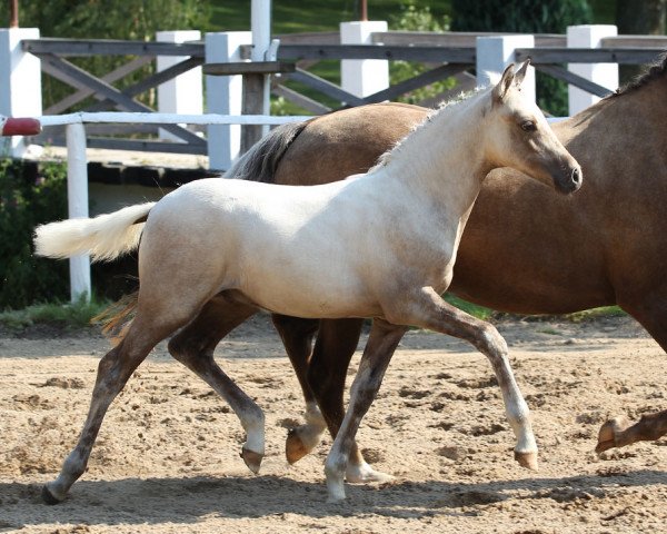 Pferd Donnergold (Deutsches Reitpony, 2014, von Don Dolino)