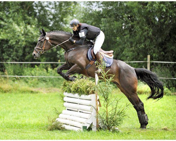 Springpferd Rosebud (Rheinländer, 2008, von Ruffian Reef xx STS)