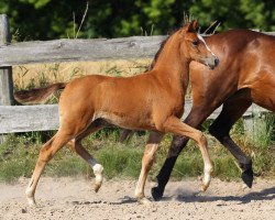 dressage horse Harry The Duck (German Riding Pony, 2014, from Halifax)