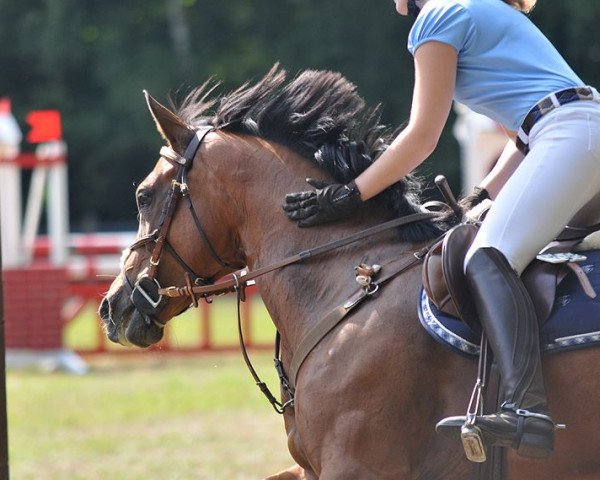 Springpferd Stella 531 (Deutsches Reitpferd, 2003)