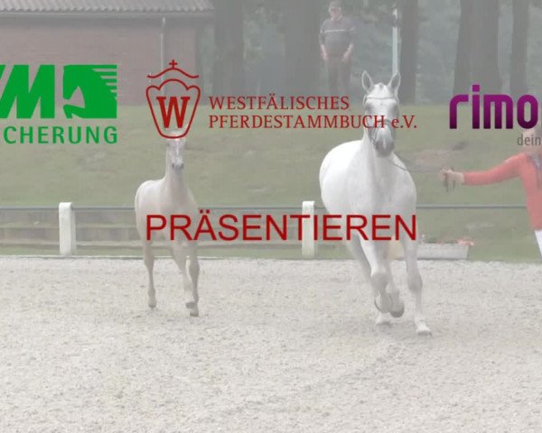 Stuten- und Fohlenschau Riesenbeck-Hörstel 2019