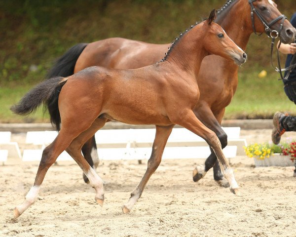 horse Olando 17 (German Riding Pony, 2014, from Justin 127)