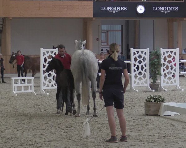 Stuten- und Fohlenschau Riesenbeck-Hörstel 2019