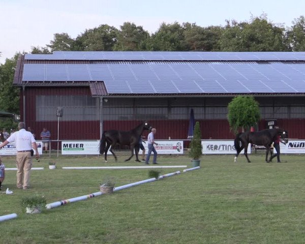 Stuten- und Fohlenschau Delbrück 2019
