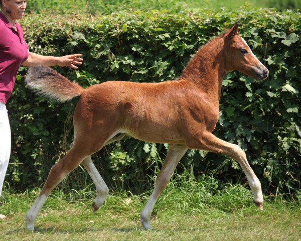 horse Dreamboy (German Riding Pony, 2014, from Der Kleine Lord)