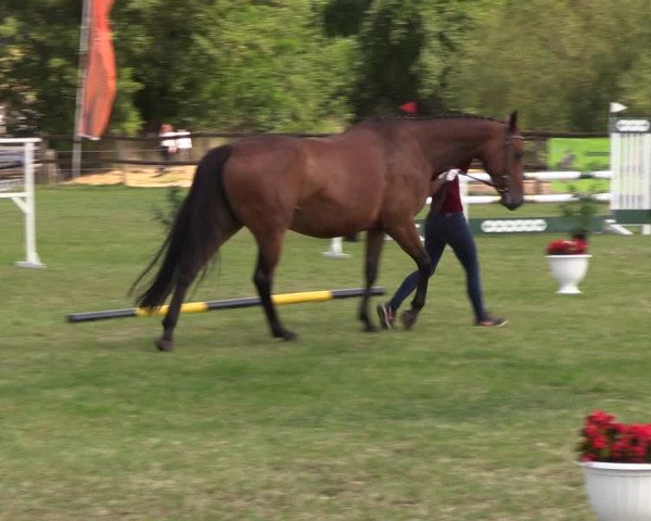 Fohlenschau Ladeburg 2019