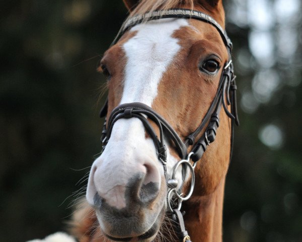 Springpferd Galoubet 19 (Belgisches Warmblut, 1999, von Gratianus)
