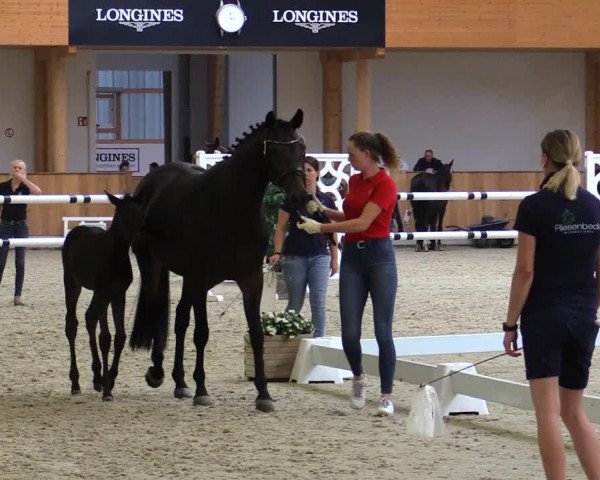 Stuten- und Fohlenschau Riesenbeck-Hörstel 2019