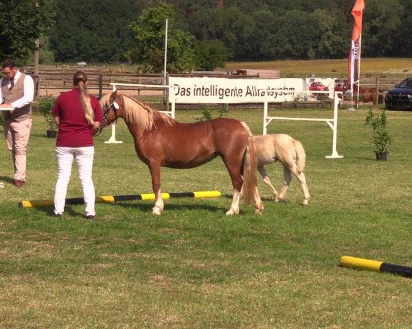 Fohlenschau Ladeburg 2019