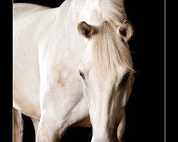 jumper Lakantus (German Sport Horse, 2008, from Pumped Up Kicks)