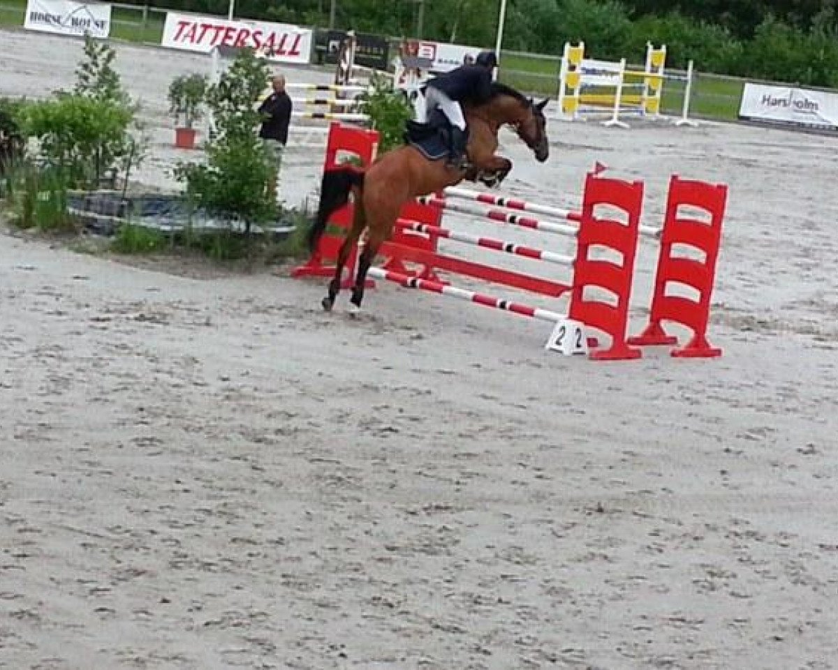 horse Hussmanns Cayenne (Danish Warmblood, 2008, from Carmargue)