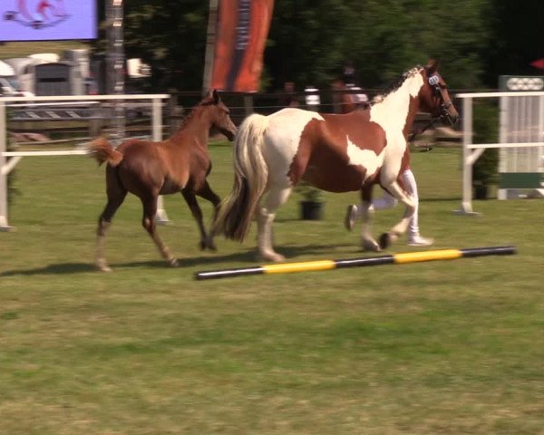 Fohlenschau Ladeburg 2019