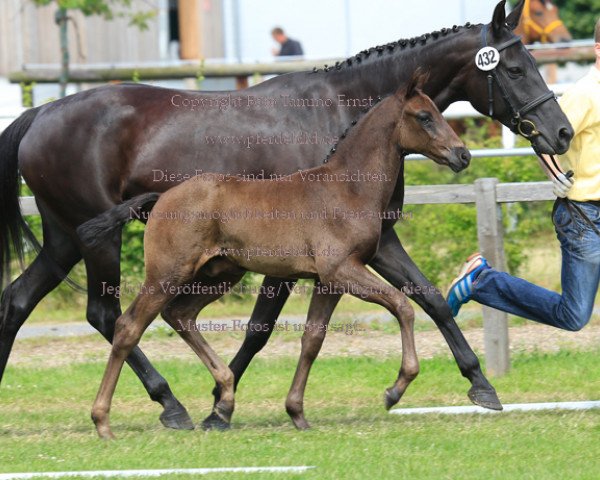 stallion Future B (Hanoverian, 2014, from Feedback)