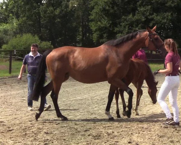 Fohlenschau Kropp