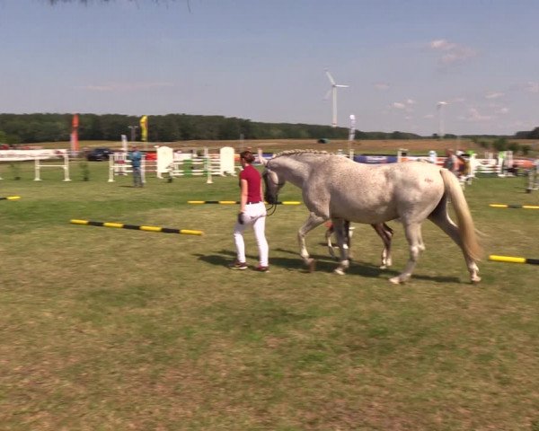 Fohlenschau Ladeburg 2019