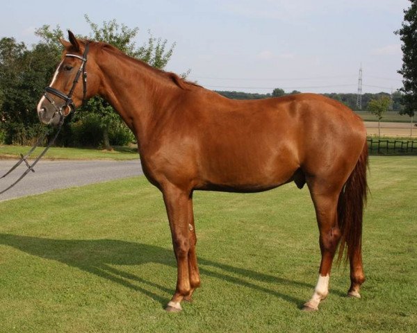 horse Benji (Westphalian, 2011, from Benetton Dream FRH 1301)