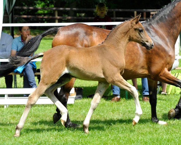 dressage horse Liese Lotte (Hanoverian, 2014, from Cosmopolitan NRW)
