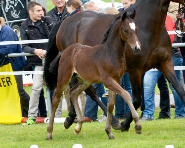 stallion Carinjo (German Riding Pony, 2014, from Call Me Sp WE)