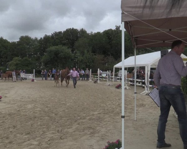 Stuten- und Fohlenschau Marl 2019