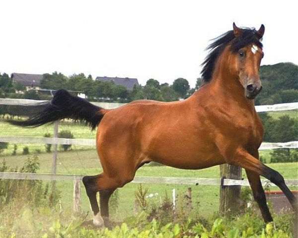 stallion Nuredin ox (Arabian purebred, 1998, from Fardos Moussah ox)