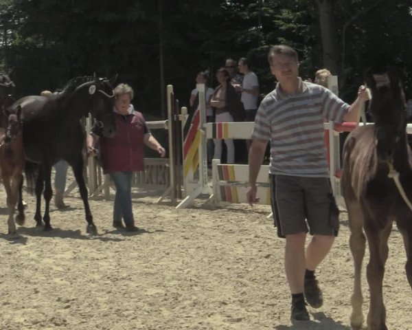 Stuten- und Fohlenschau Gevelsberg-Berge 2019
