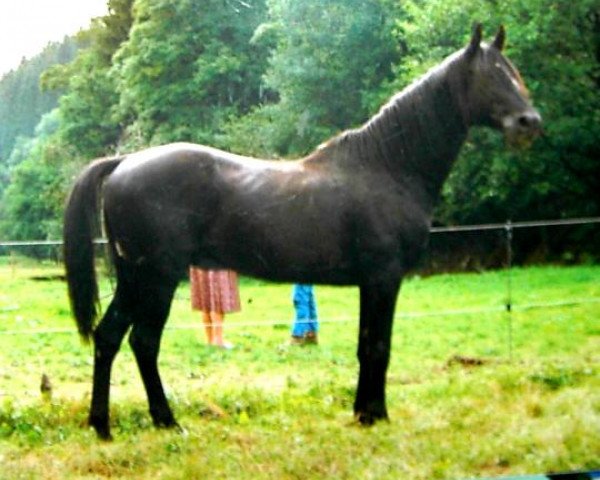 stallion Domino AA (Anglo-Arabs, 1974, from Black Sky xx)