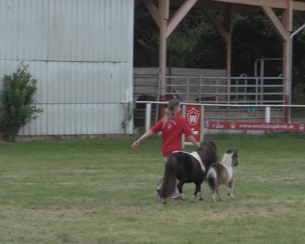 Stuten- und Fohlenschau Steinheim 2019