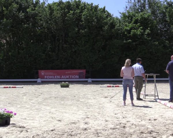 Stuten- und Fohlenschau Brakel 2019