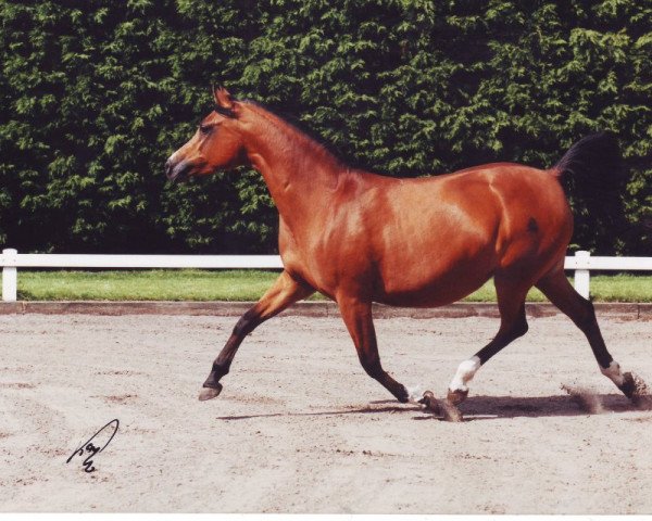 broodmare Arabella ox (Arabian purebred, 1995, from Balaton 1982 ox)