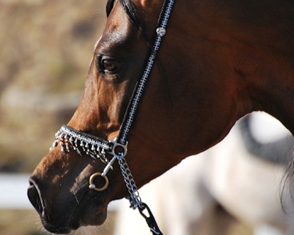 stallion Aranik Kossack ox (Arabian purebred, 2001, from Nikel 1986 ox)