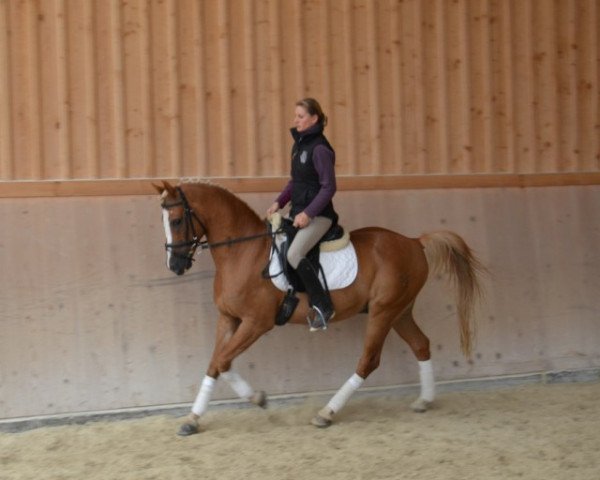 horse Poet (German Riding Pony, 1997, from Pascha)