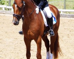 jumper Cellesto (German Sport Horse, 2010, from Cellestial)