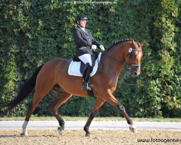dressage horse Dimension 11 (Hanoverian, 2008, from Damsey FRH)